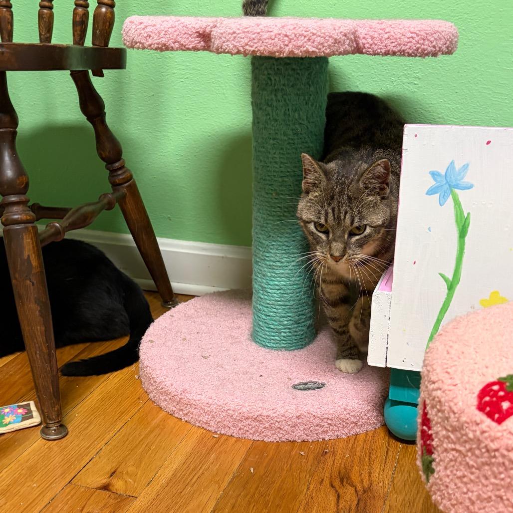 Enlarge Dumpling, a Adoptable Domestic Short Hair in Granville, OH image 5/5