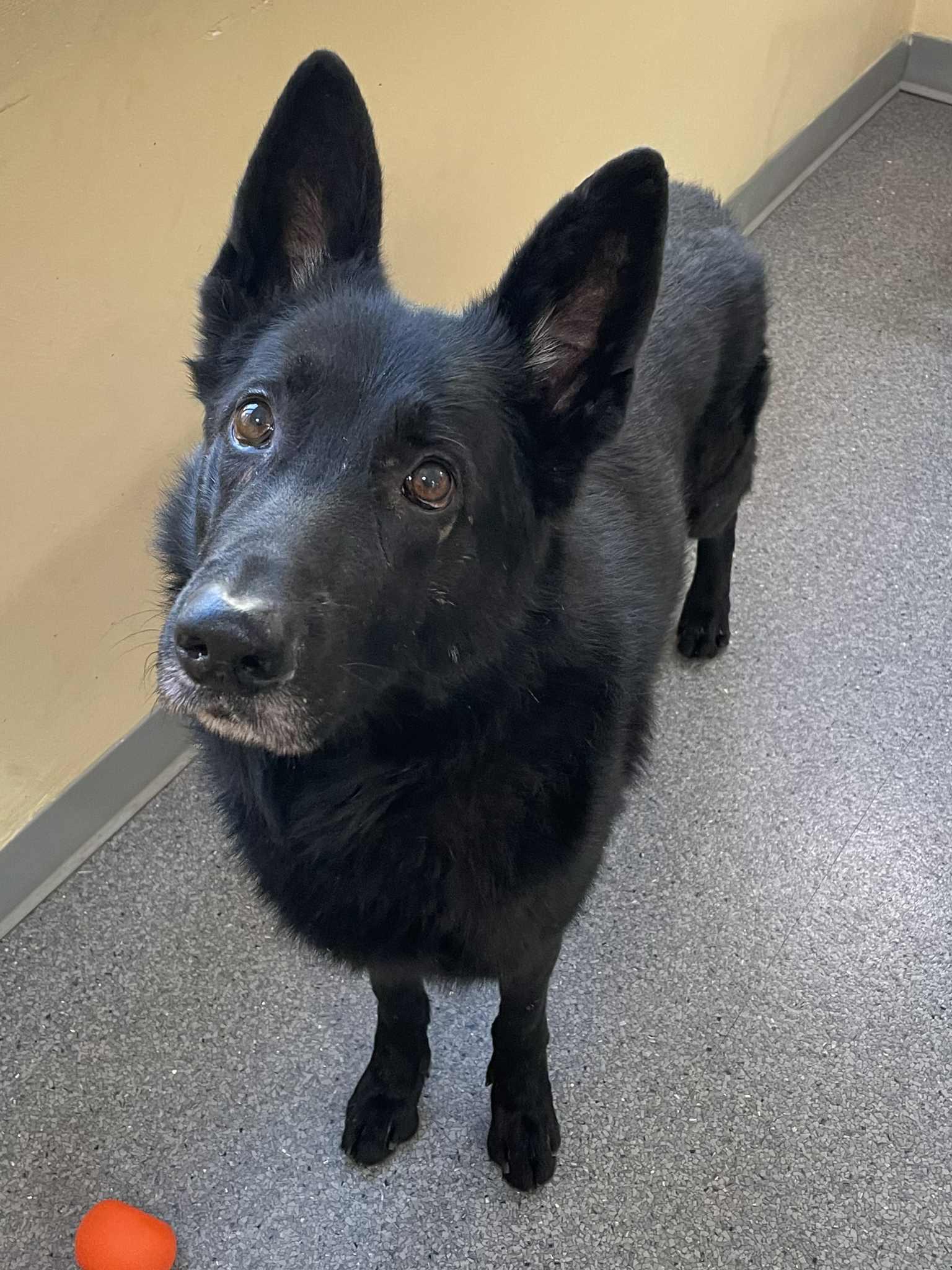 Jax, Adoptable, Adult Male German Shepherd Dog.