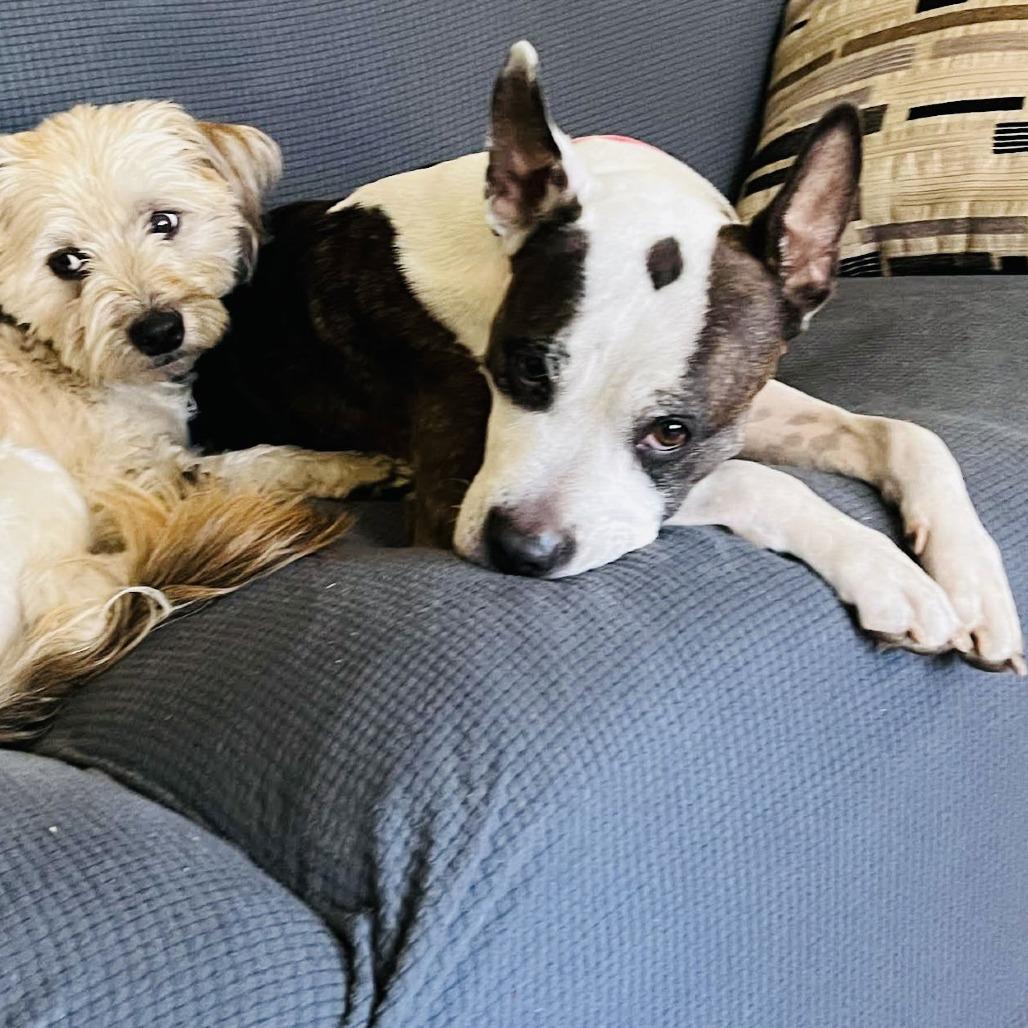 Bobbi Jo D6503 — thumbnail 2