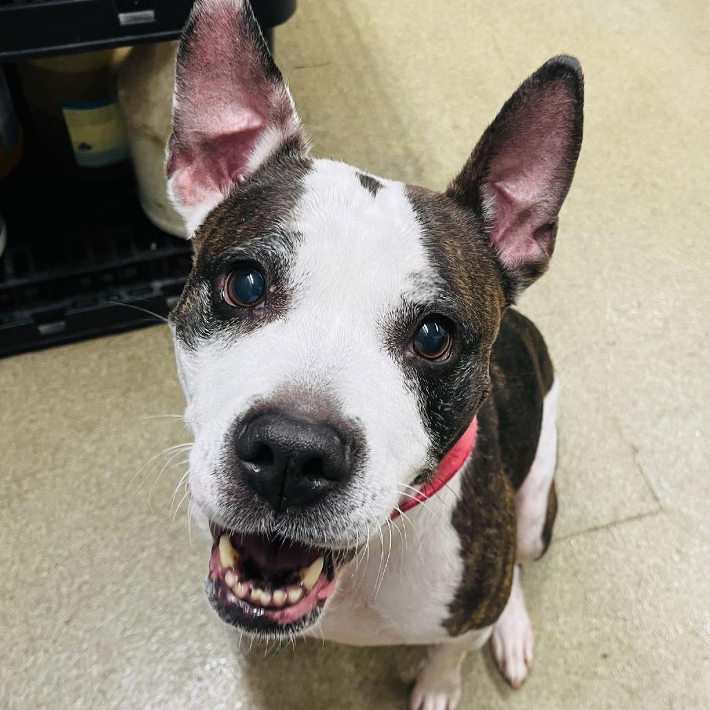 Bobbi Jo D6503 — thumbnail 4