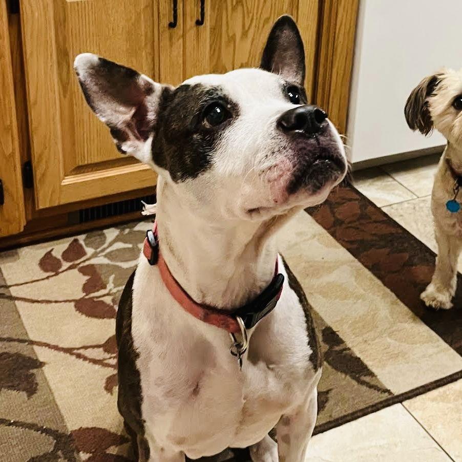 Bobbi Jo D6503 — thumbnail 5