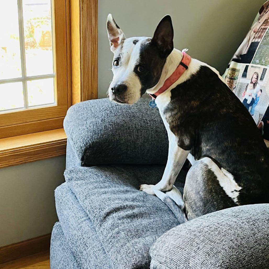 Bobbi Jo D6503 — thumbnail 6