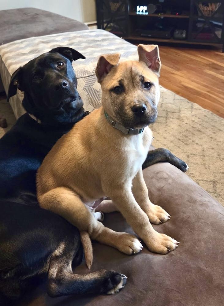 Cashew, Adoptable, Puppy Male Shepherd.