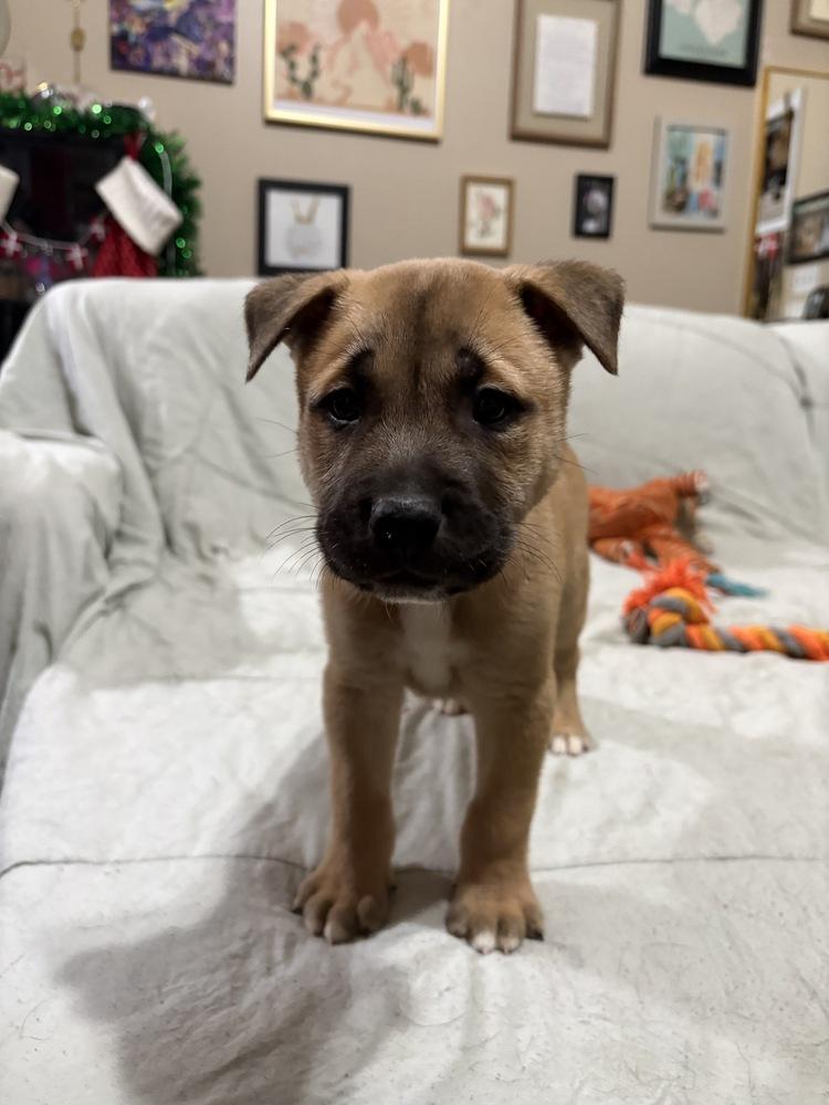 Enlarge Cashew, a Adoptable mixed breed in Greenlawn, NY image 1/6