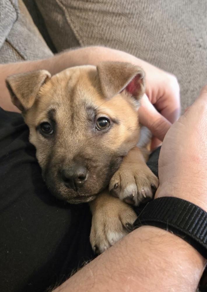 Enlarge Cashew, a Adoptable mixed breed in Greenlawn, NY image 2/6