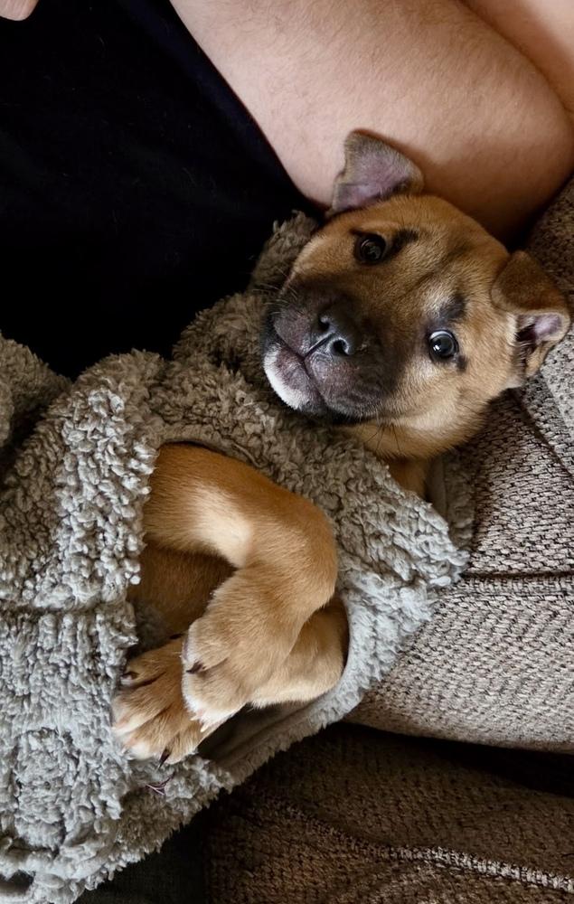 Enlarge Cashew, a Adoptable mixed breed in Greenlawn, NY image 3/6