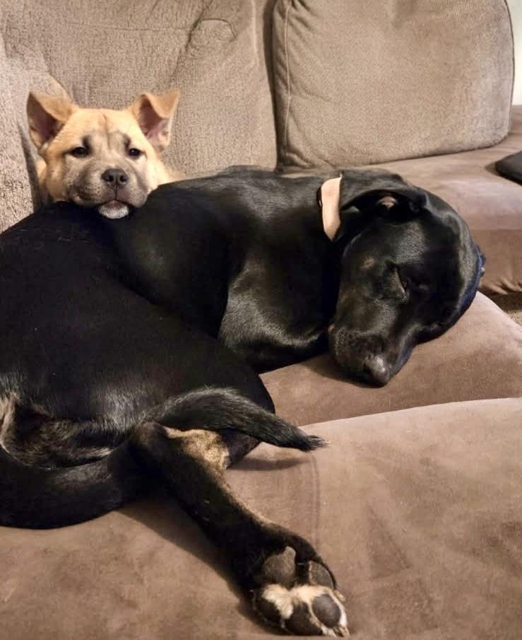 Enlarge Cashew, a Adoptable mixed breed in Greenlawn, NY image 3/6