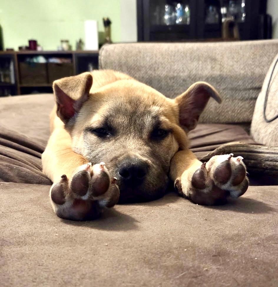 Enlarge Cashew, a Adoptable mixed breed in Greenlawn, NY image 5/6