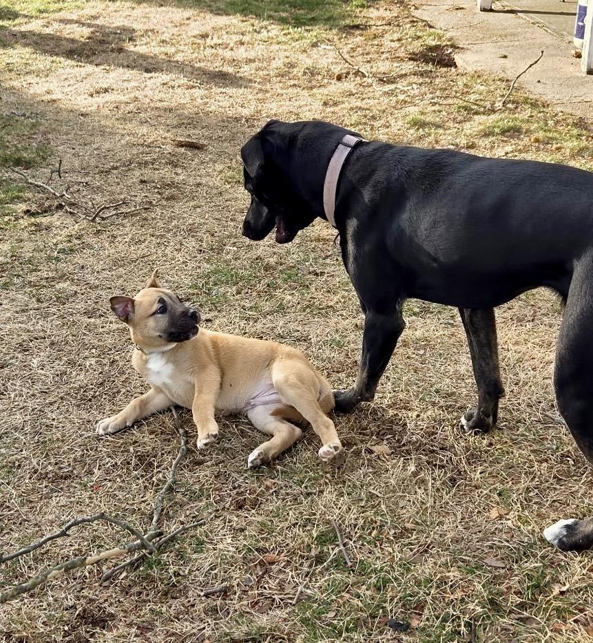 Enlarge Cashew, a Adoptable mixed breed in Greenlawn, NY image 5/6