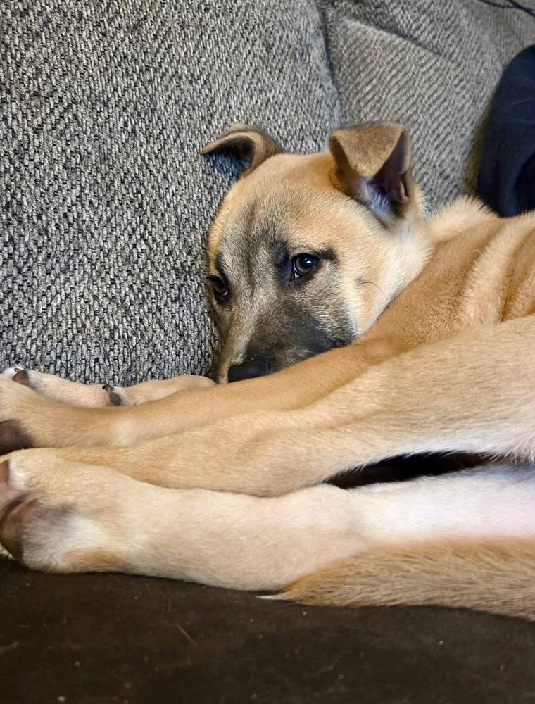 Enlarge Cashew, a Adoptable mixed breed in Greenlawn, NY image 6/6