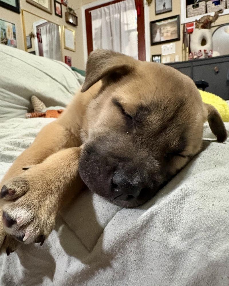 Enlarge Cashew, a Adoptable mixed breed in Greenlawn, NY image 6/6