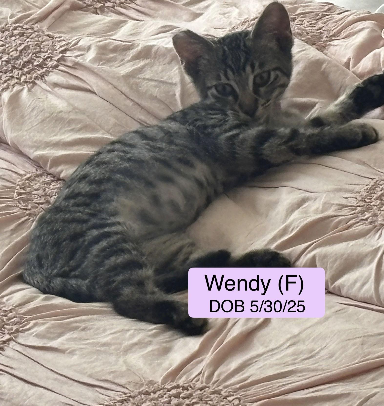 Wendy, Adoptable, Young Female Domestic Short Hair & Tabby.