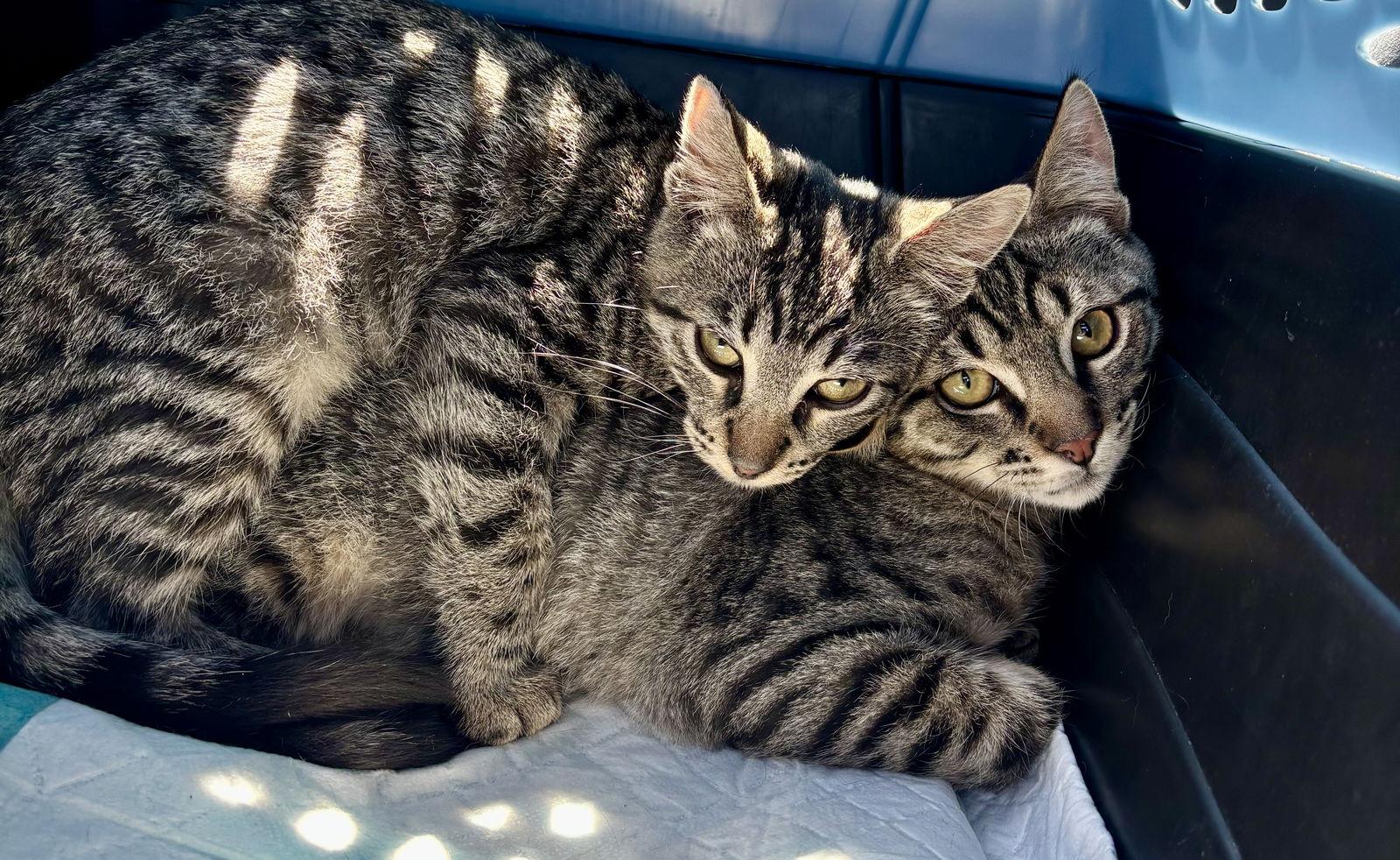 Enlarge Wendy, a Adoptable mixed breed in Vacaville, CA image 2/2