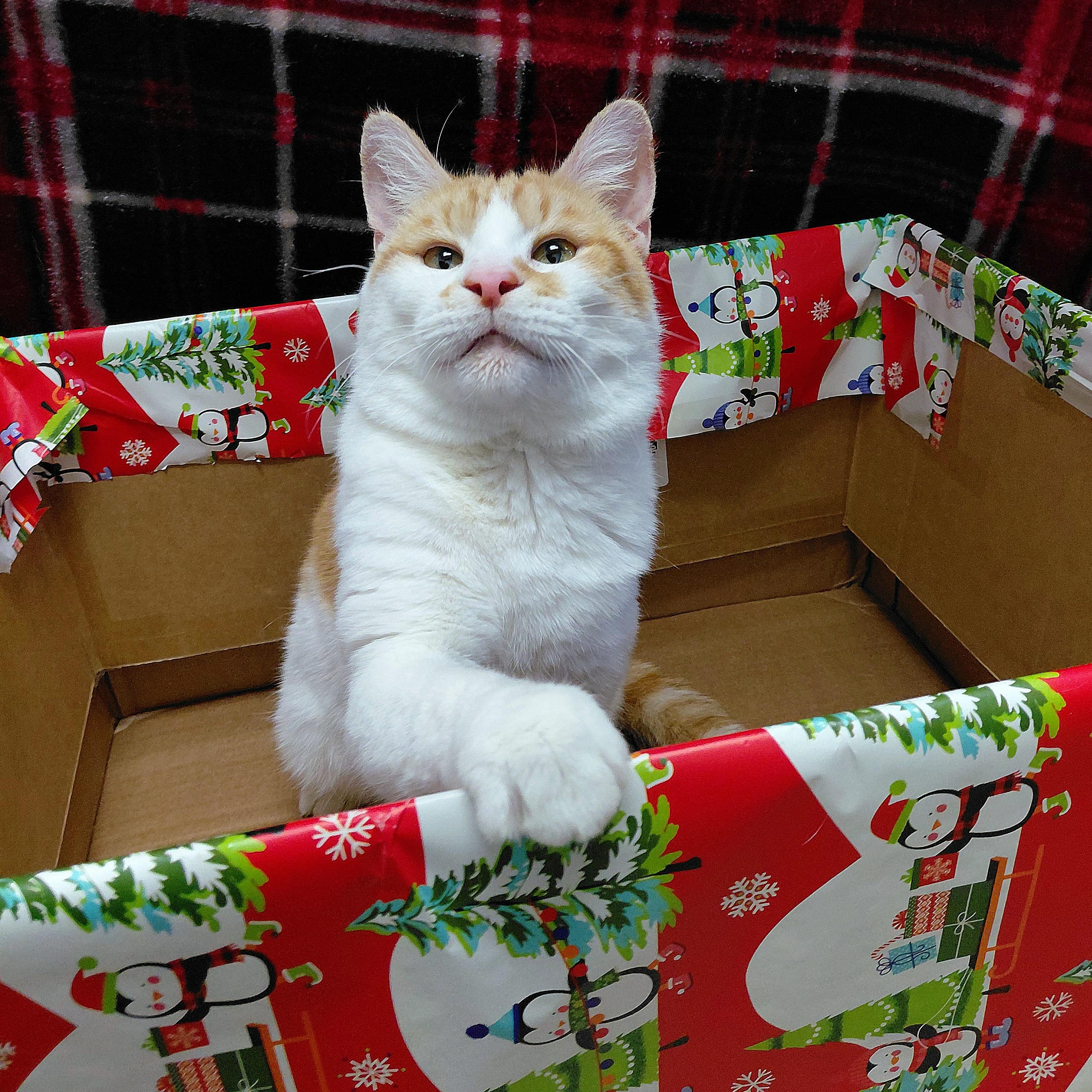 Spruce, ADOPTABLE, Adult Male Domestic Short Hair.