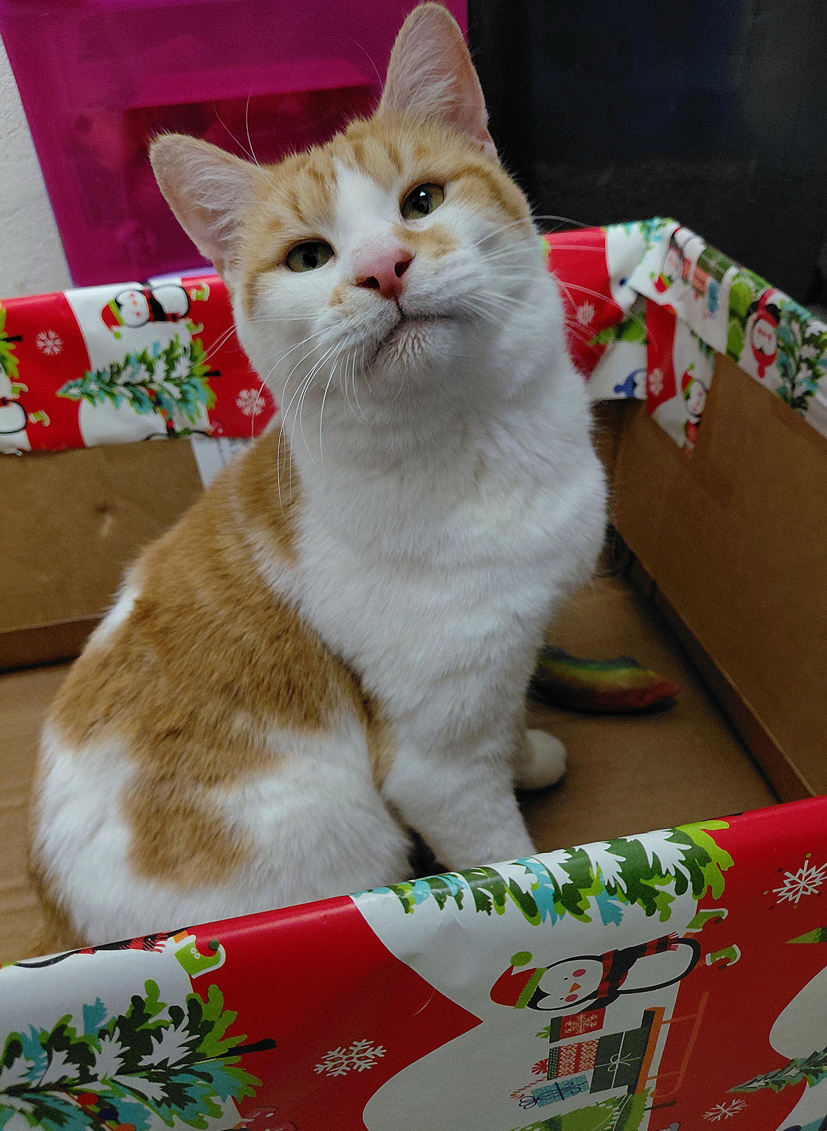 Enlarge Spruce, a ADOPTABLE Domestic Short Hair in Stanley, VA image 4/6