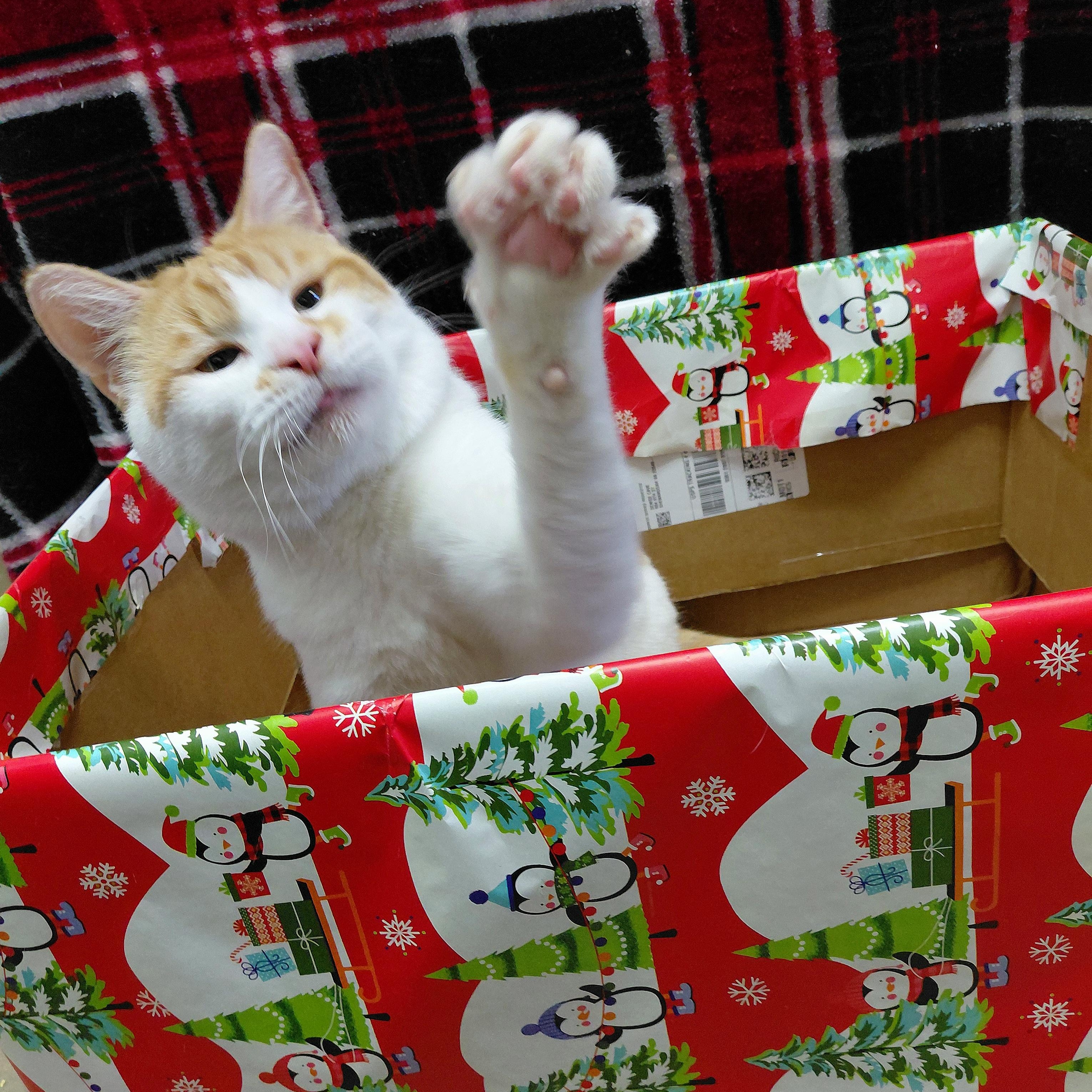 Enlarge Spruce, a ADOPTABLE Domestic Short Hair in Stanley, VA image 6/6