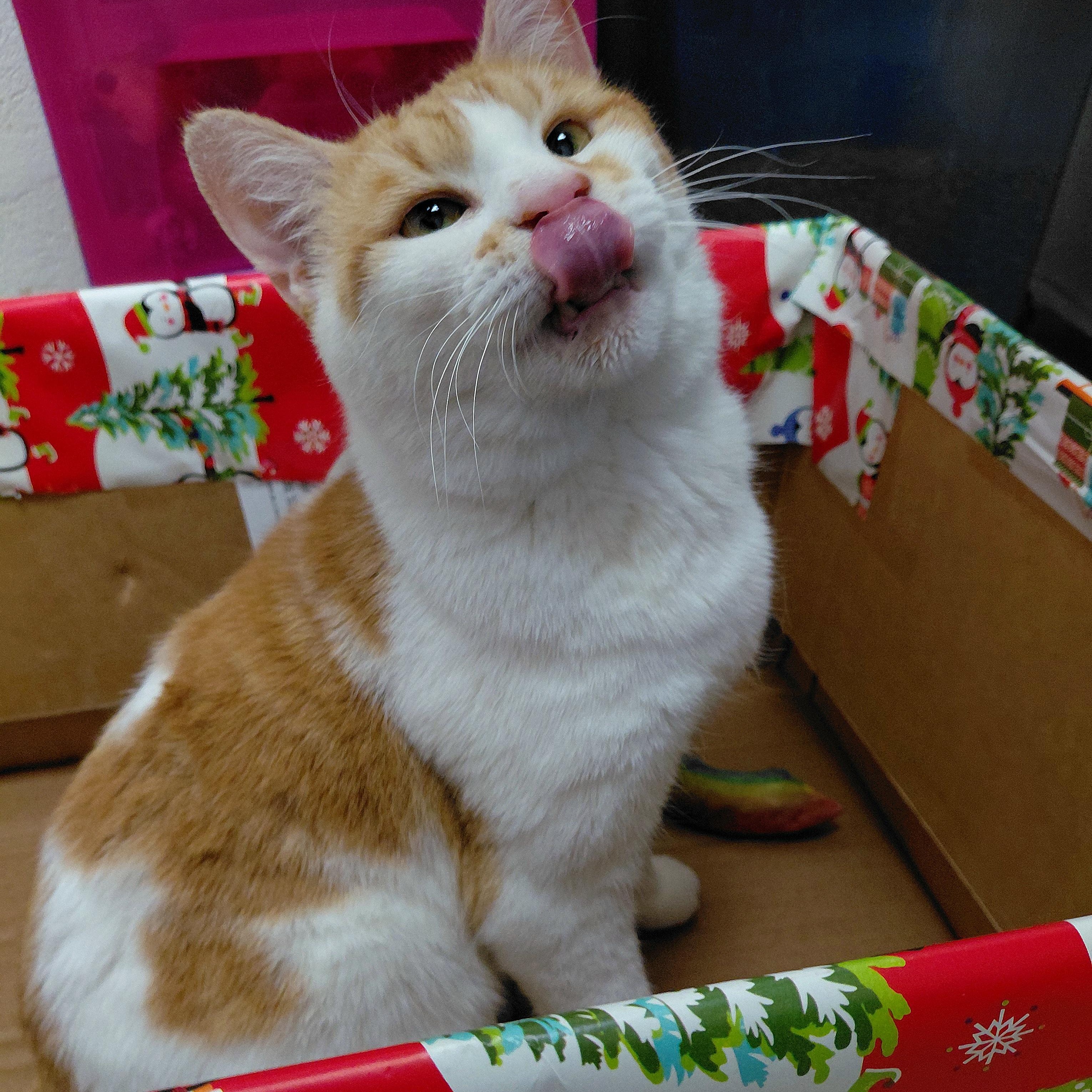 Enlarge Spruce, a ADOPTABLE Domestic Short Hair in Stanley, VA image 3/6