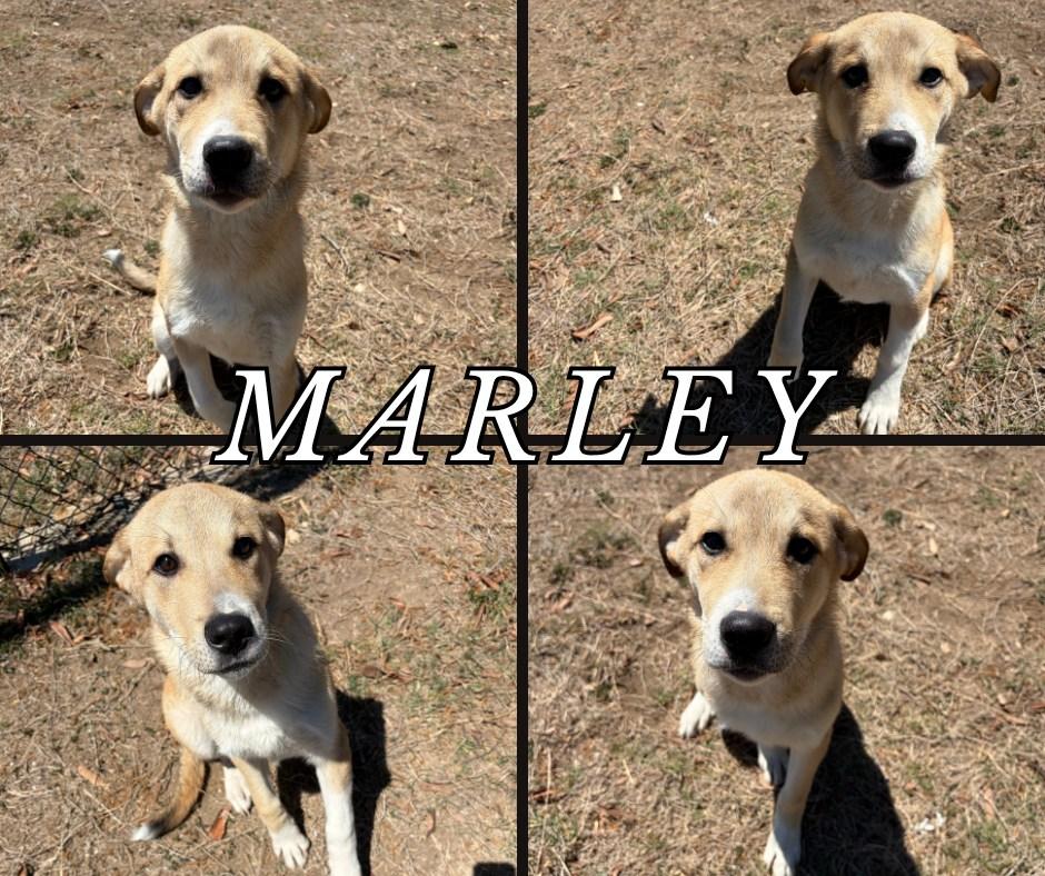 Enlarge Marley, a ADOPTABLE mixed breed in Universal City, TX image 1/1