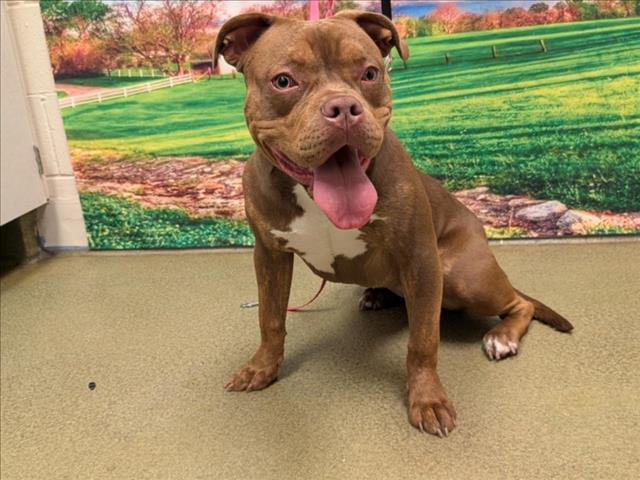 URGENT! HELP ME PLEASE! RAINBOW #A543357