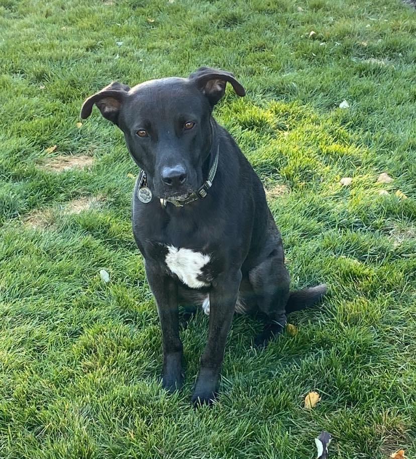 Ronnie, an adoptable Labrador Retriever, German Shepherd Dog in Chicago, IL, 60631 | Photo Image 1