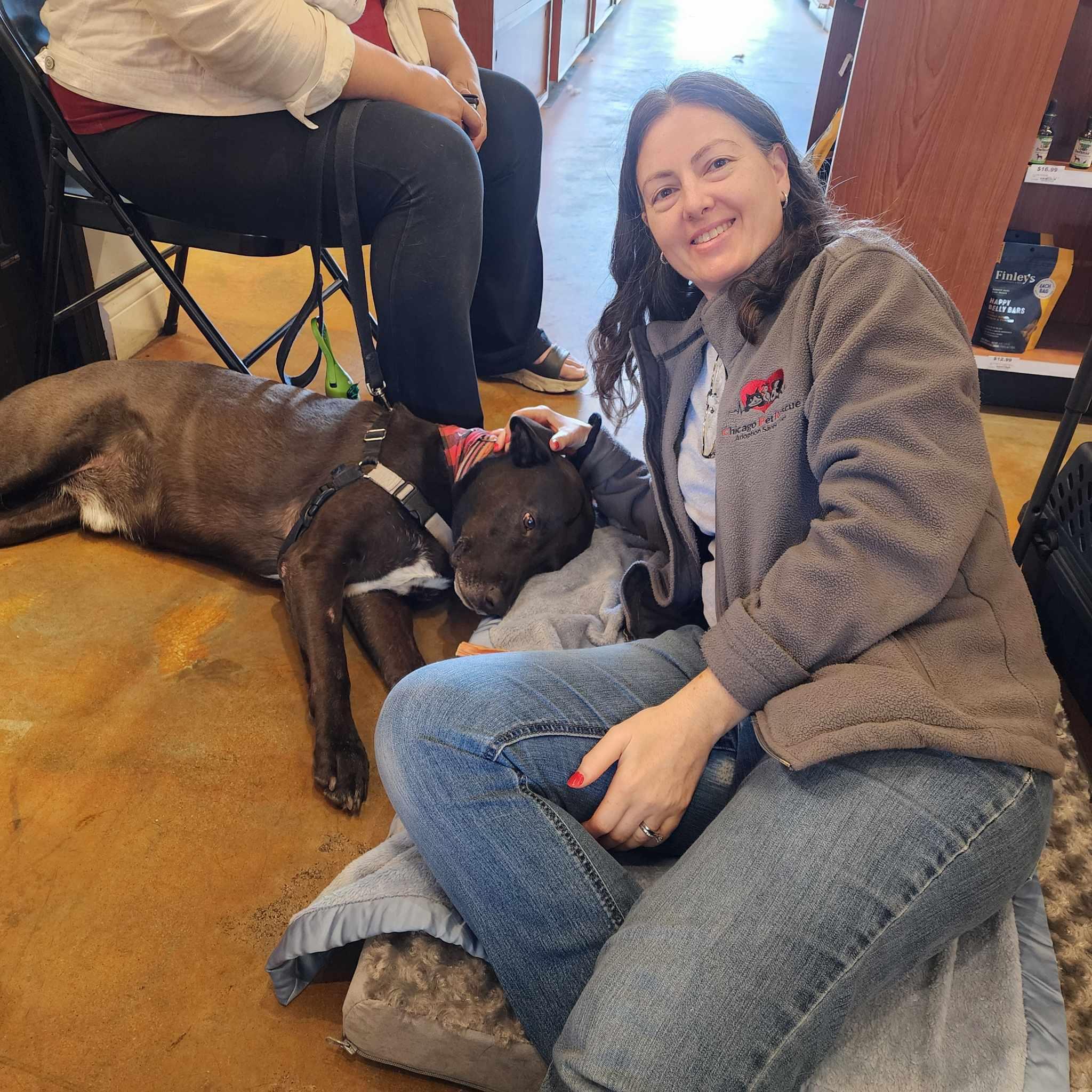 Ronnie, an adoptable Labrador Retriever, German Shepherd Dog in Chicago, IL, 60631 | Photo Image 5