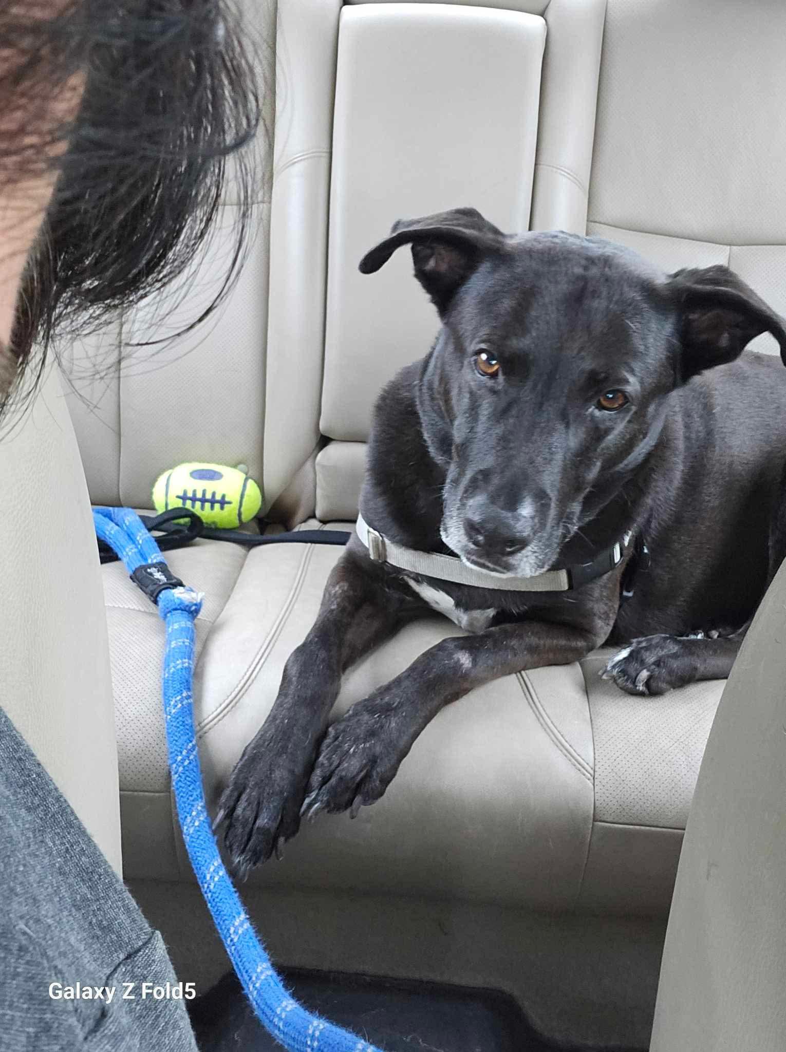 Ronnie, an adoptable Labrador Retriever, German Shepherd Dog in Chicago, IL, 60631 | Photo Image 4