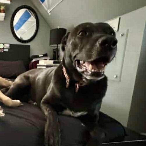 Ronnie, an adoptable Labrador Retriever, German Shepherd Dog in Chicago, IL, 60631 | Photo Image 2