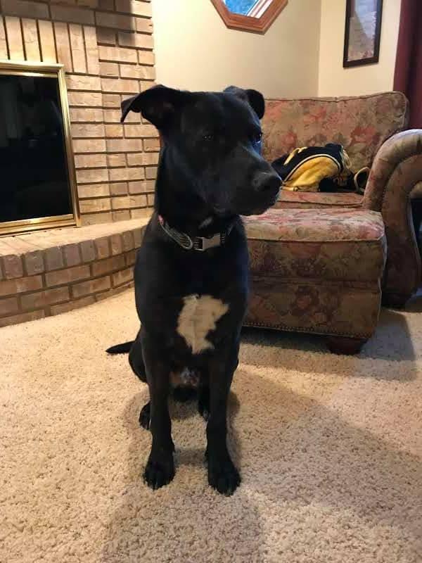 Ronnie, an adoptable Labrador Retriever, German Shepherd Dog in Chicago, IL, 60631 | Photo Image 3