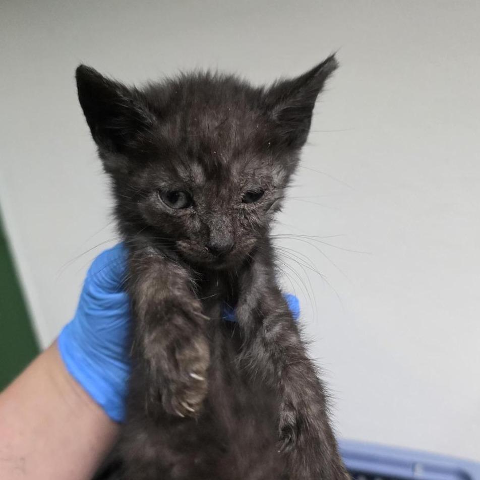 Enlarge Astatine, a Adoptable Domestic Medium Hair in Tacoma, WA image 1/2