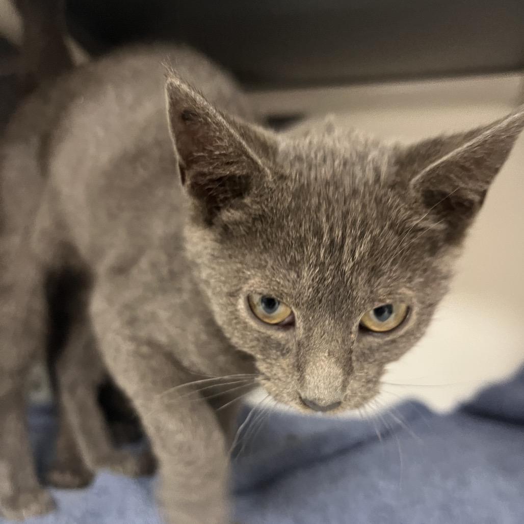 Enlarge Astatine, a Adoptable Domestic Medium Hair in Tacoma, WA image 2/2
