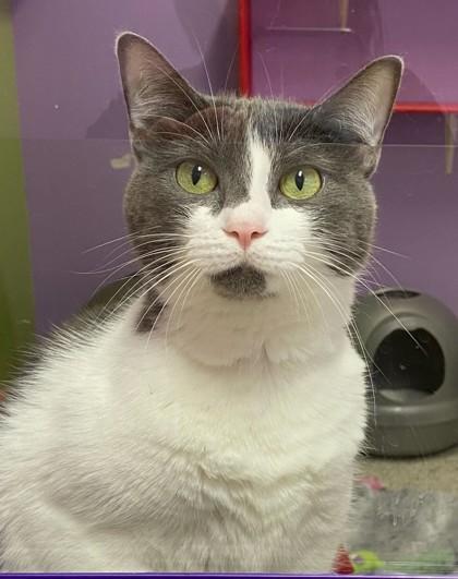 Luna, adopted, Adult Female Domestic Short Hair.