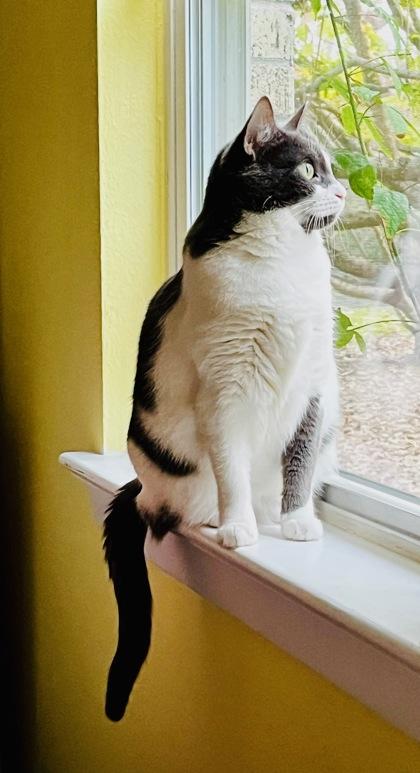 Luna, an adopted Domestic Short Hair in Baton Rouge, LA image 2/2