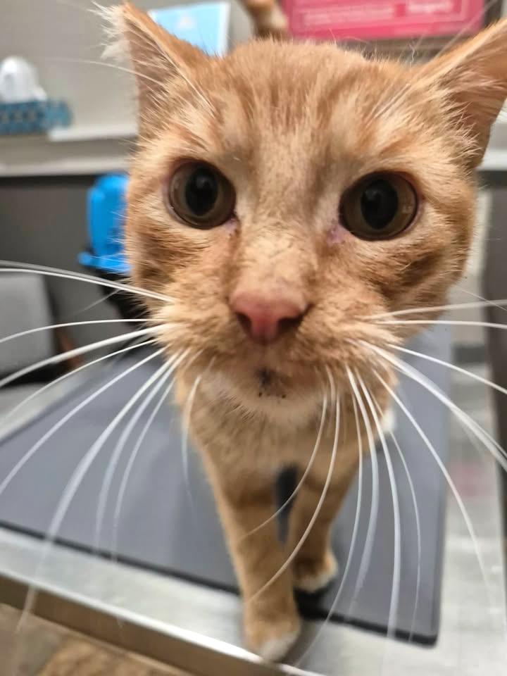 Enlarge Pawley, a ADOPTABLE Domestic Short Hair in College Station, TX image 4/6