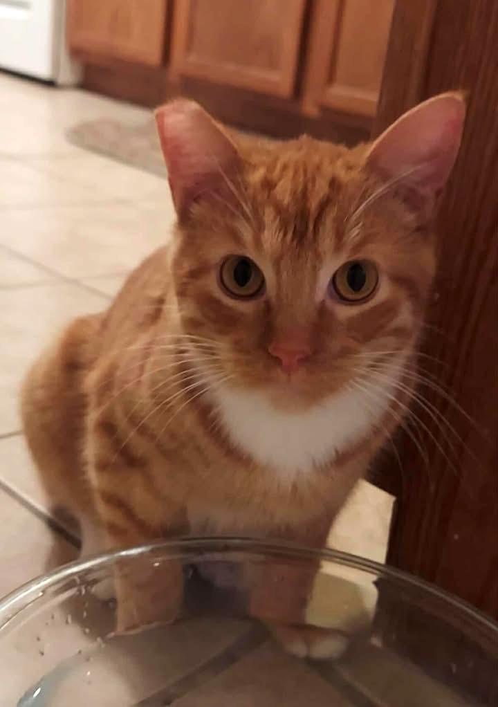 Enlarge Pawley, a ADOPTABLE Domestic Short Hair in College Station, TX image 1/6