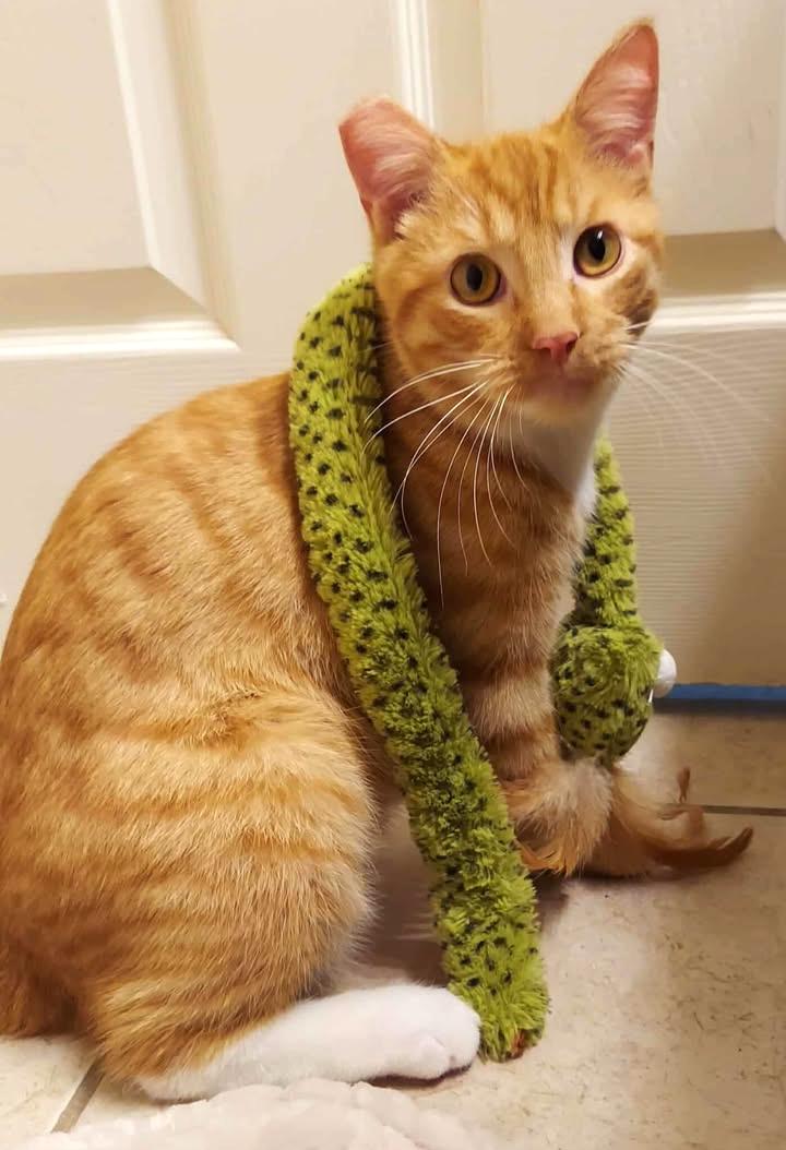 Enlarge Pawley, a ADOPTABLE Domestic Short Hair in College Station, TX image 6/6