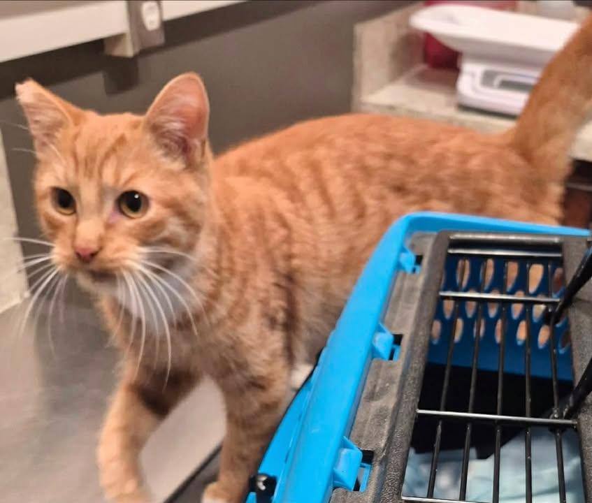 Enlarge Pawley, a ADOPTABLE Domestic Short Hair in College Station, TX image 3/6