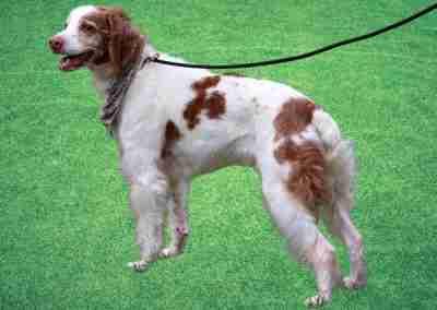 Enlarge G G, an adopted Brittany Spaniel in Fort Worth, TX image 3/6