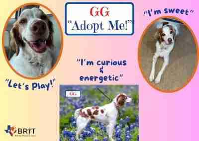 Enlarge G G, an adopted Brittany Spaniel in Fort Worth, TX image 4/6