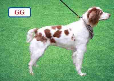 G G, adopted, Senior Female Brittany Spaniel.
