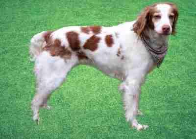 Enlarge G G, an adopted Brittany Spaniel in Fort Worth, TX image 5/6
