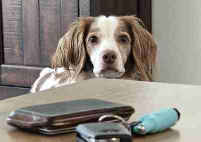 Enlarge G G, an adopted Brittany Spaniel in Fort Worth, TX image 2/6