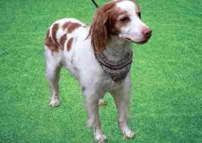 Enlarge G G, an adopted Brittany Spaniel in Fort Worth, TX image 6/6