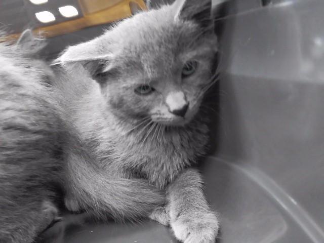 JENNY JONES, Adoptable, Kitten Female Domestic Short Hair & Domestic Short Hair.