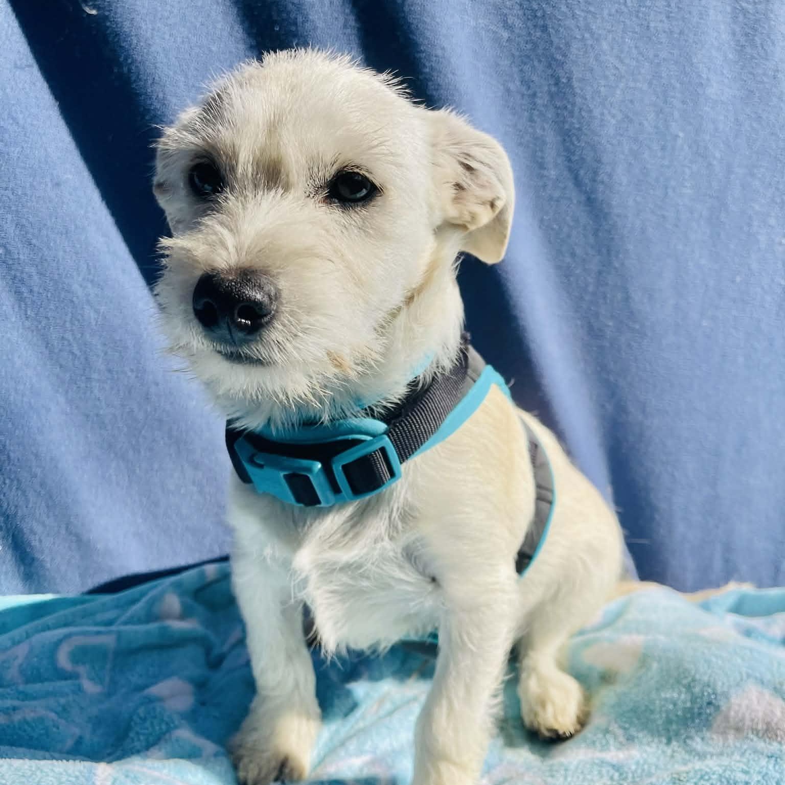 Enlarge Louie, an adopted mixed breed in San Diego , CA image 1/3