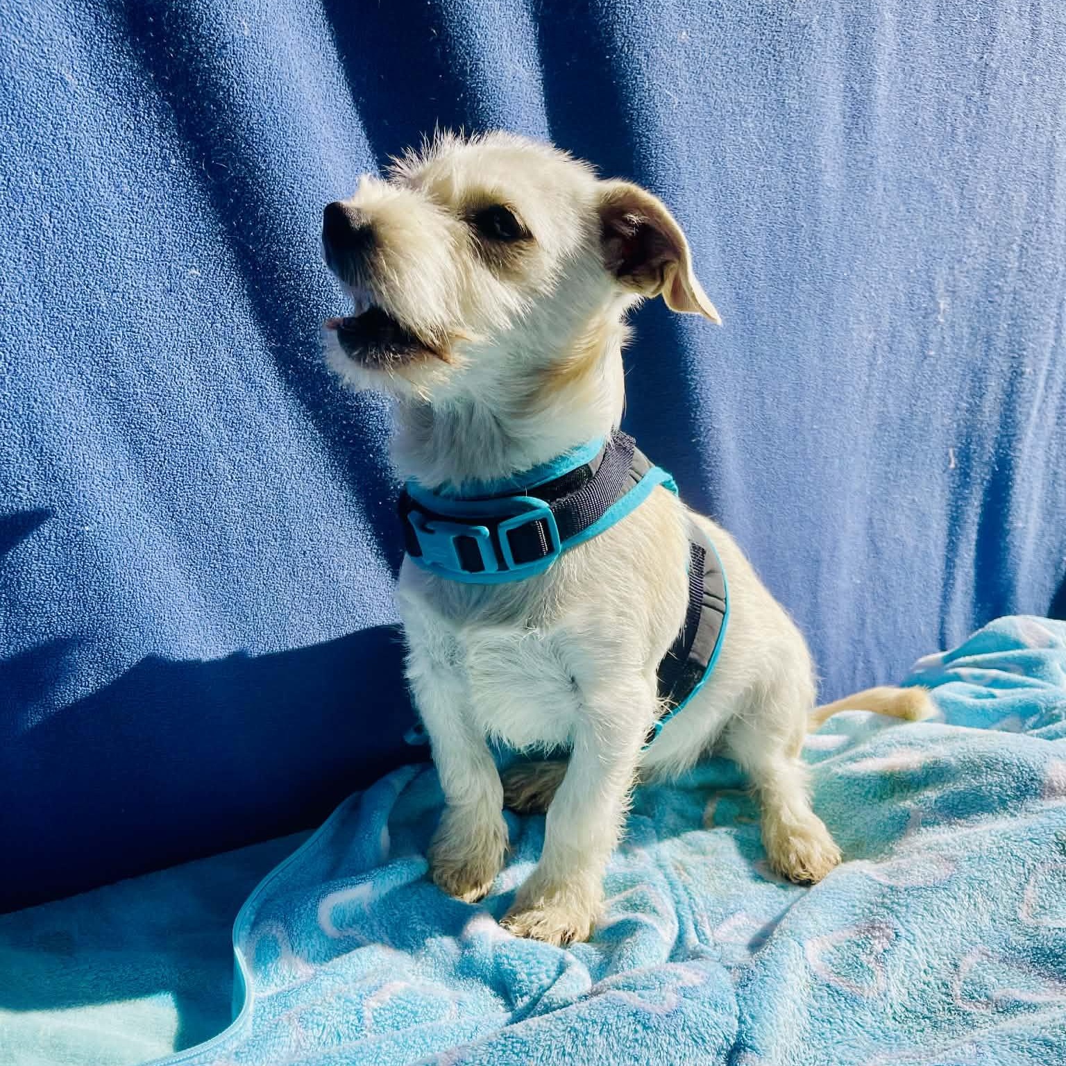 Enlarge Louie, an adopted mixed breed in San Diego , CA image 3/3