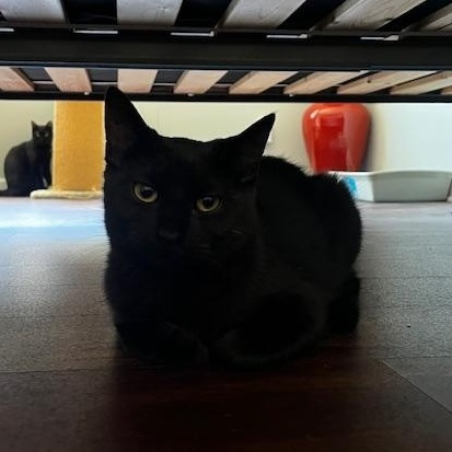Enlarge Doc (Male) & Bashful (Female), a ADOPTABLE mixed breed in Schenectady, NY image 3/5