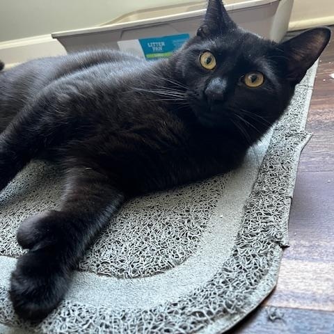 Enlarge Doc (Male) & Bashful (Female), a ADOPTABLE mixed breed in Schenectady, NY image 5/5