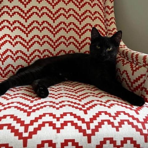 Doc (Male) & Bashful (Female), ADOPTABLE, Kitten Male Domestic Short Hair.
