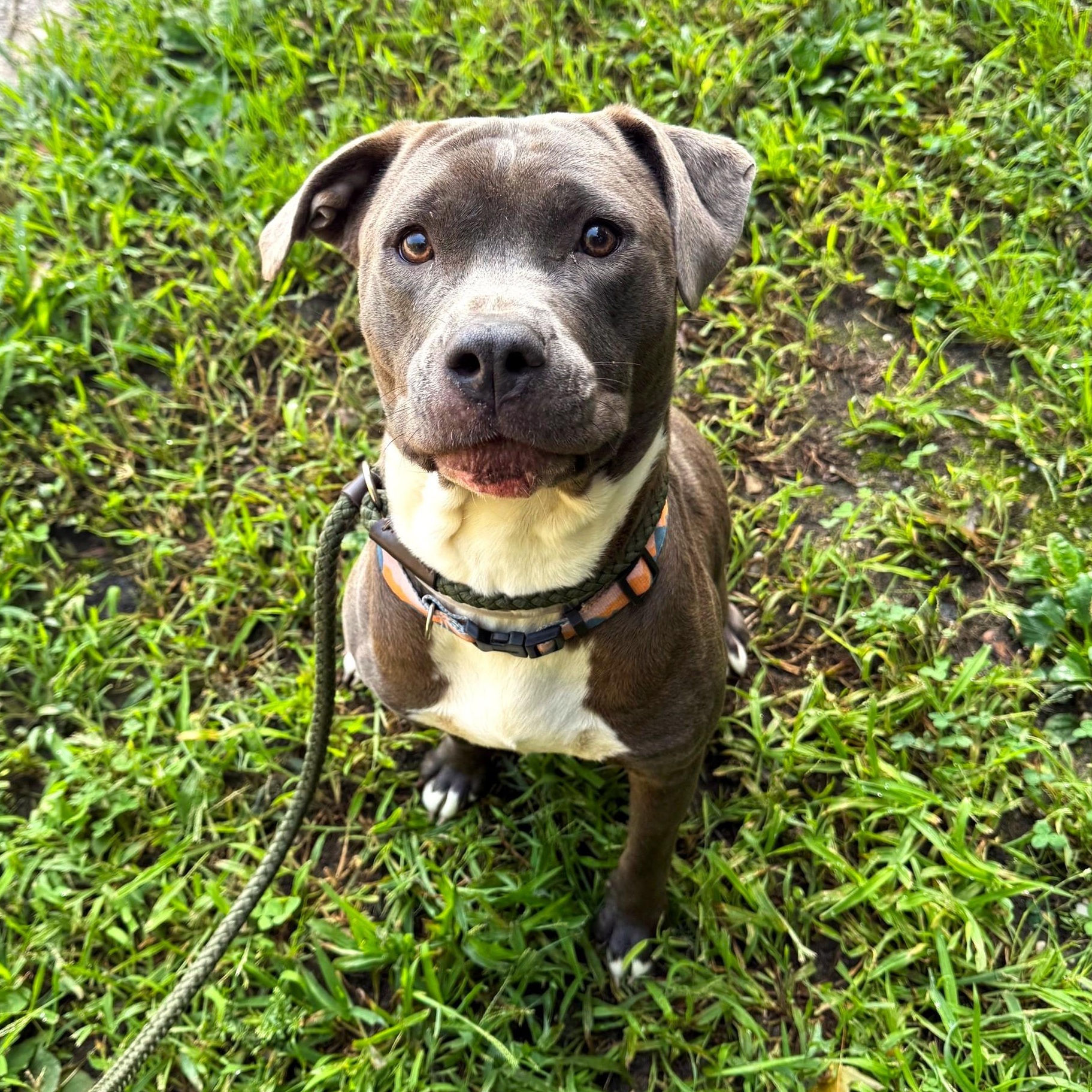 Arizona, Adopted, Young Female Mixed Breed.