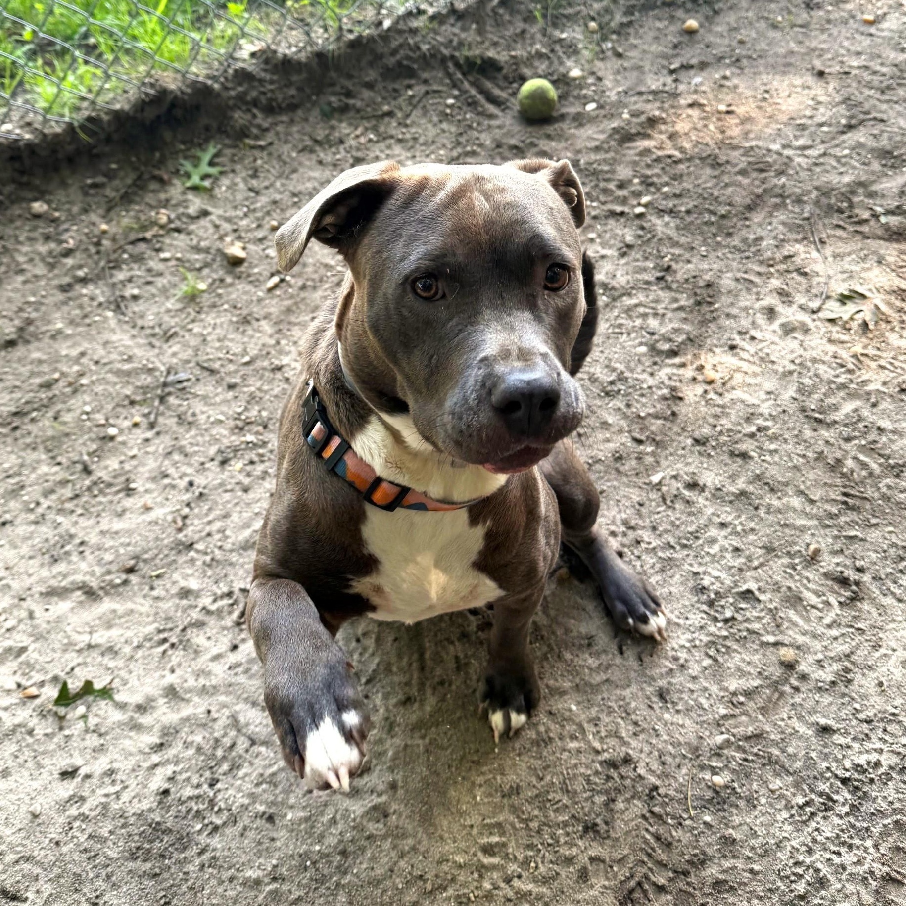 Enlarge Arizona, a Adopted Mixed Breed in Brookhaven, NY image 2/3